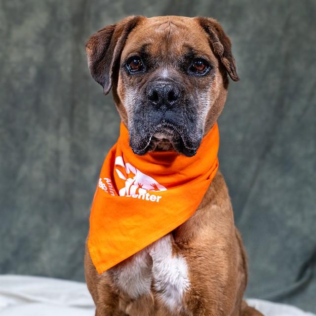 Enlarge SUSHI, a Adoptable mixed breed in Albuquerque, NM image 1/1