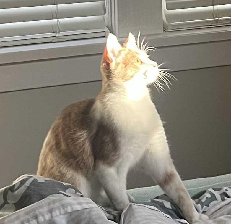 Charles, a Adoptable Domestic Short Hair in Hamilton, ON image 4/4