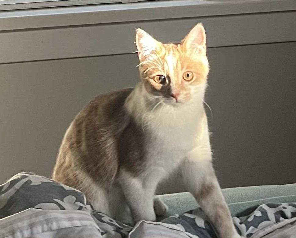 Charles, a Adoptable Domestic Short Hair in Hamilton, ON image 1/4