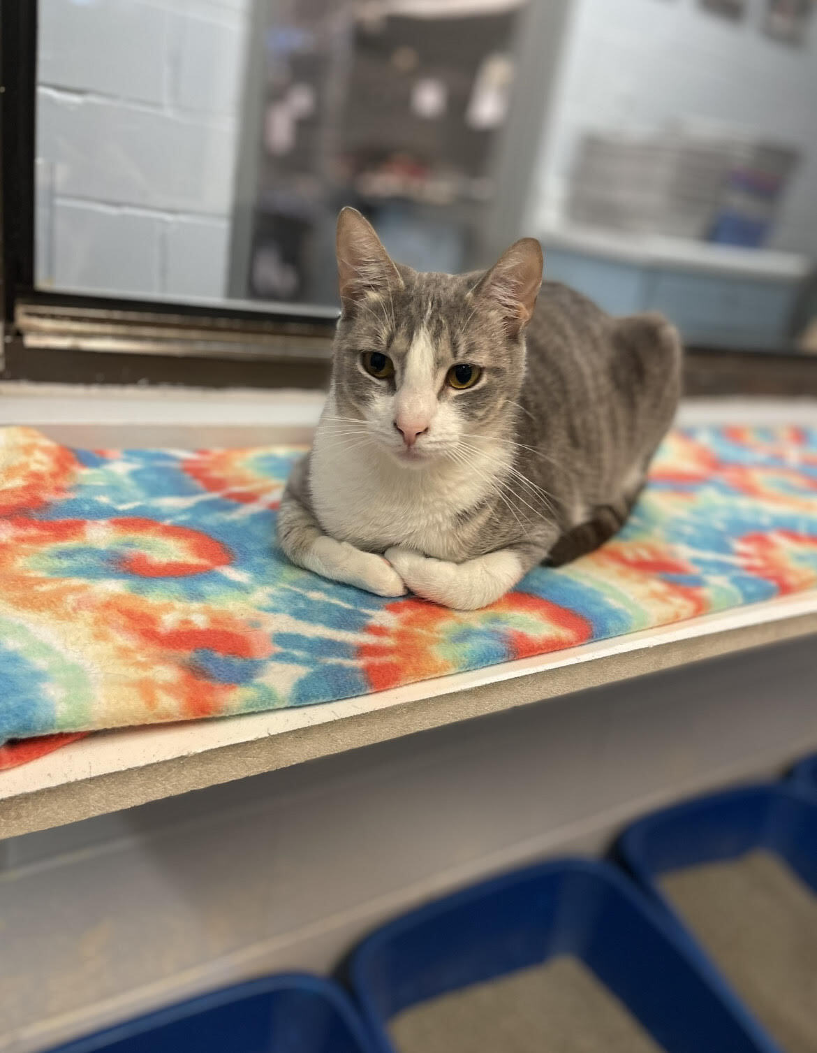 Tracee, Adoptable, Adult Female Domestic Short Hair.