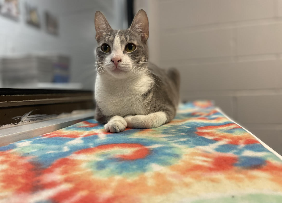 Enlarge Tracee, a Adoptable Domestic Short Hair in East Northport, NY image 2/13