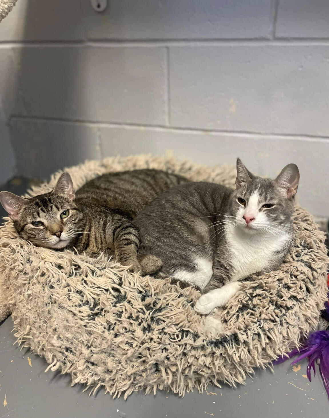 Enlarge Tracee, a Adoptable Domestic Short Hair in East Northport, NY image 3/13