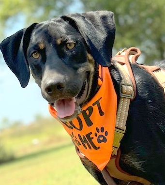 NIKO, Adoptable, Young Male Hound.