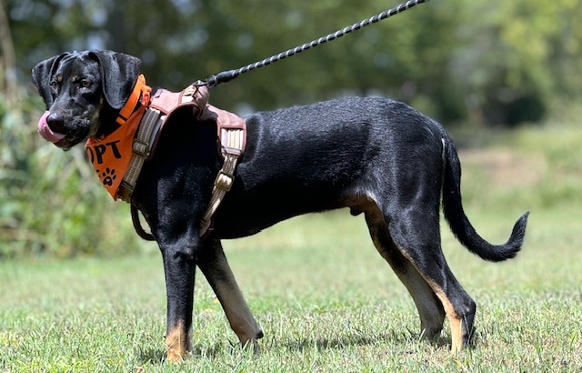 NIKO, a Adoptable mixed breed in Underhill, VT image 3/6