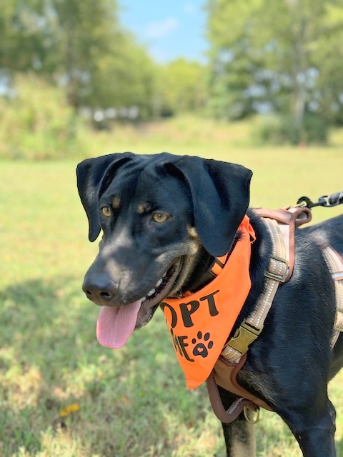 NIKO, a Adoptable mixed breed in Underhill, VT image 6/6