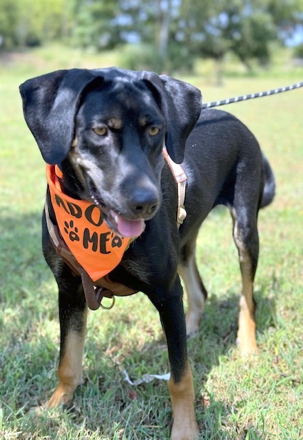 NIKO, a Adoptable mixed breed in Underhill, VT image 2/6