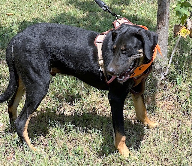 NIKO, a Adoptable mixed breed in Underhill, VT image 5/6