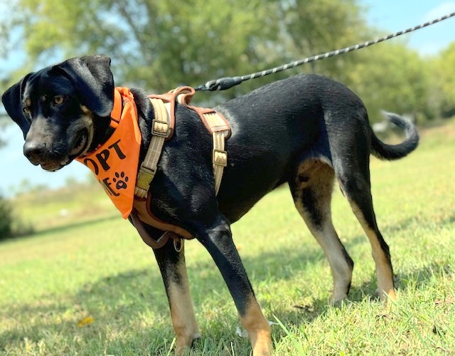 NIKO, a Adoptable mixed breed in Underhill, VT image 4/6