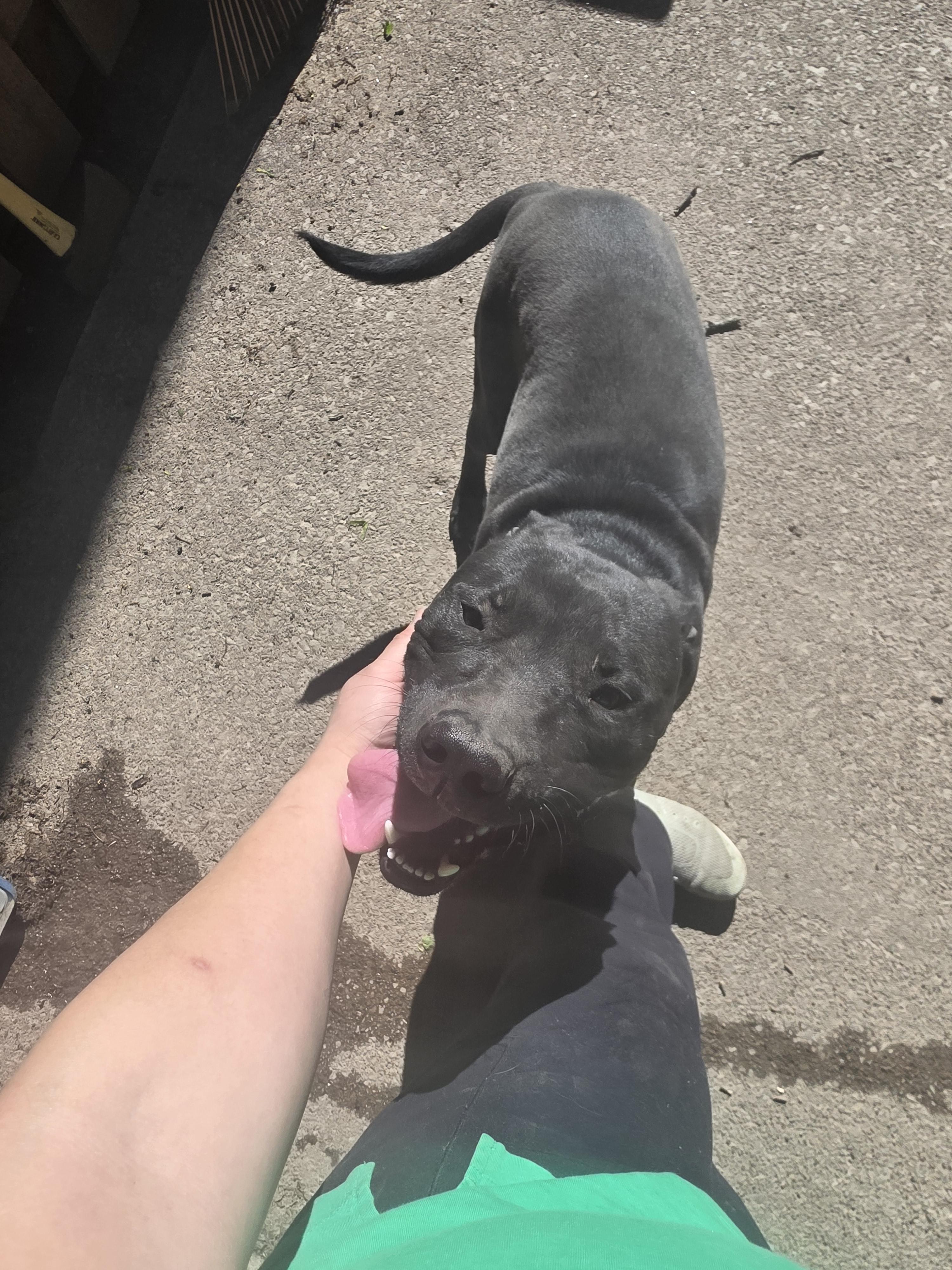 Turner, ADOPTABLE, Adult Male Pit Bull Terrier.