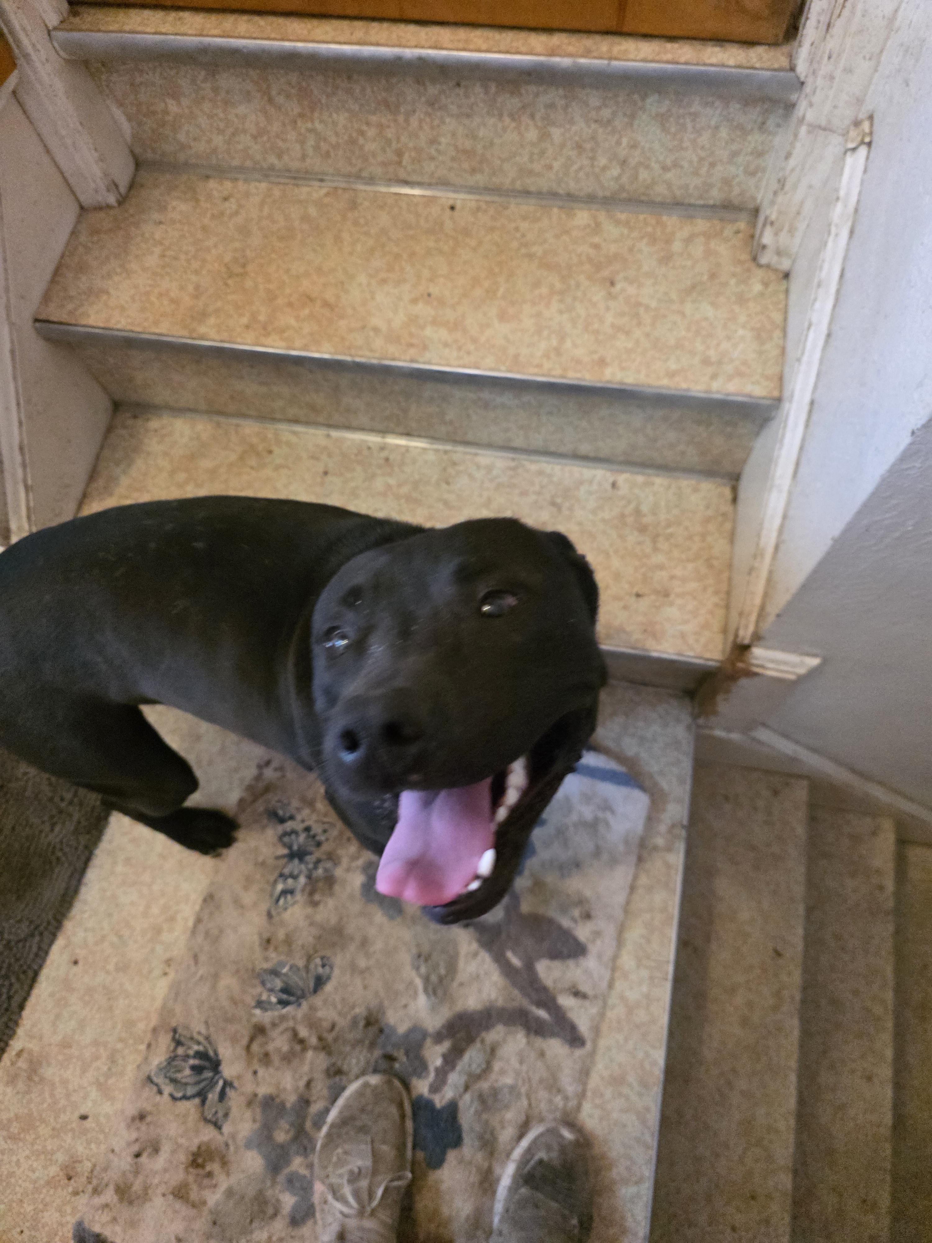 Turner, a ADOPTABLE mixed breed in Cleveland , OH image 4/6
