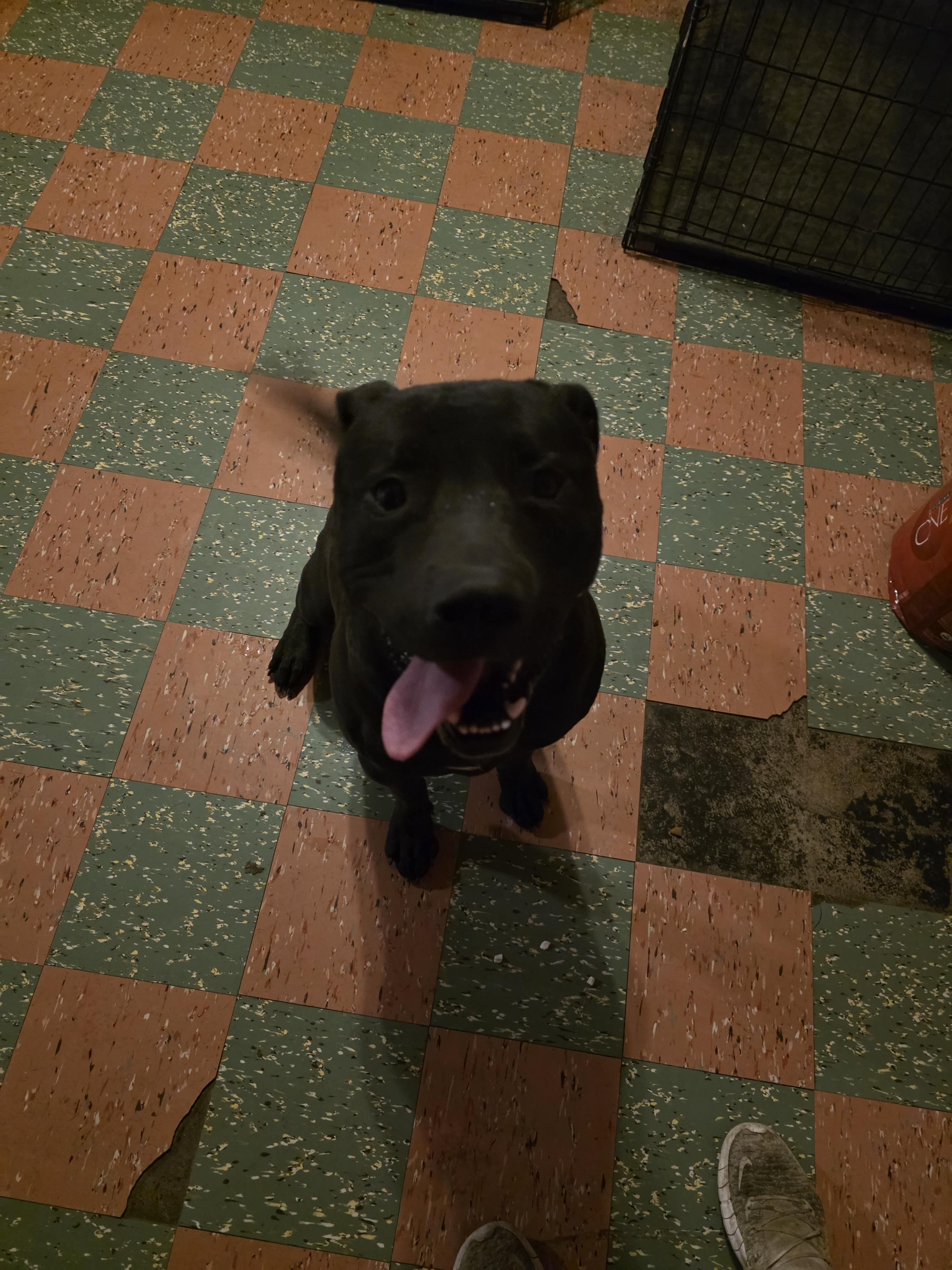 Turner, a ADOPTABLE mixed breed in Cleveland , OH image 5/6