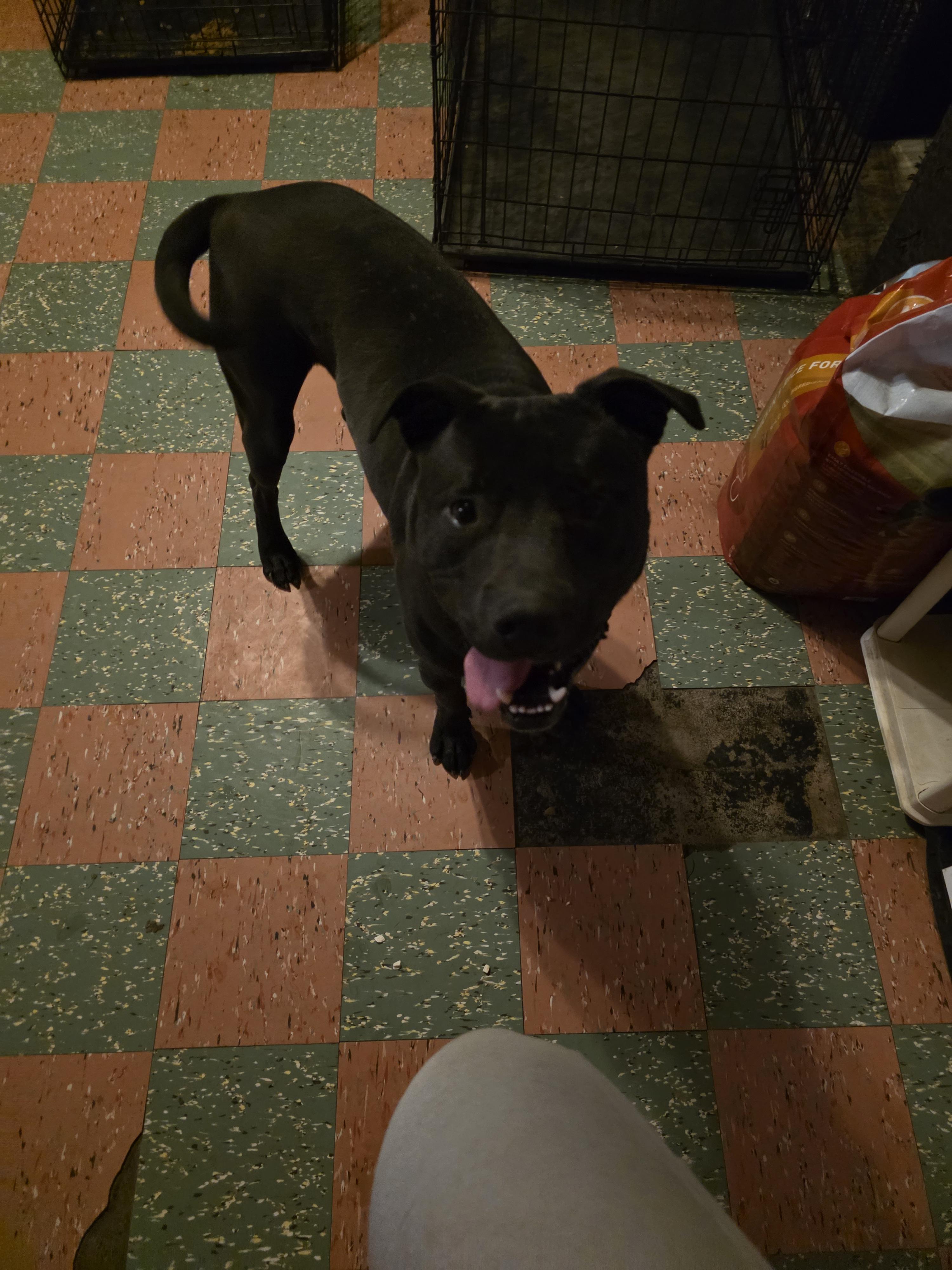Turner, a ADOPTABLE mixed breed in Cleveland , OH image 3/6
