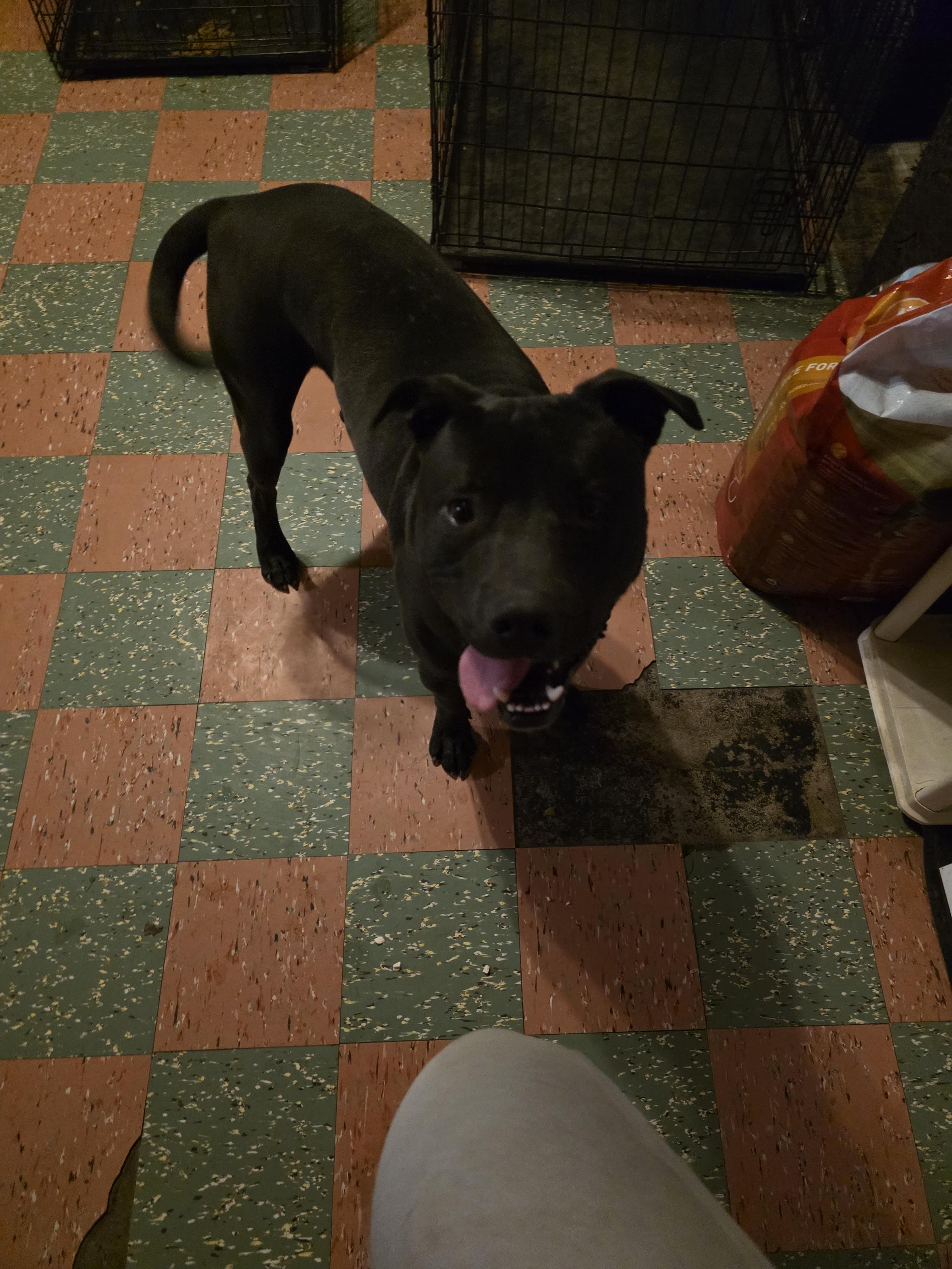 Turner, a ADOPTABLE mixed breed in Cleveland , OH image 6/6
