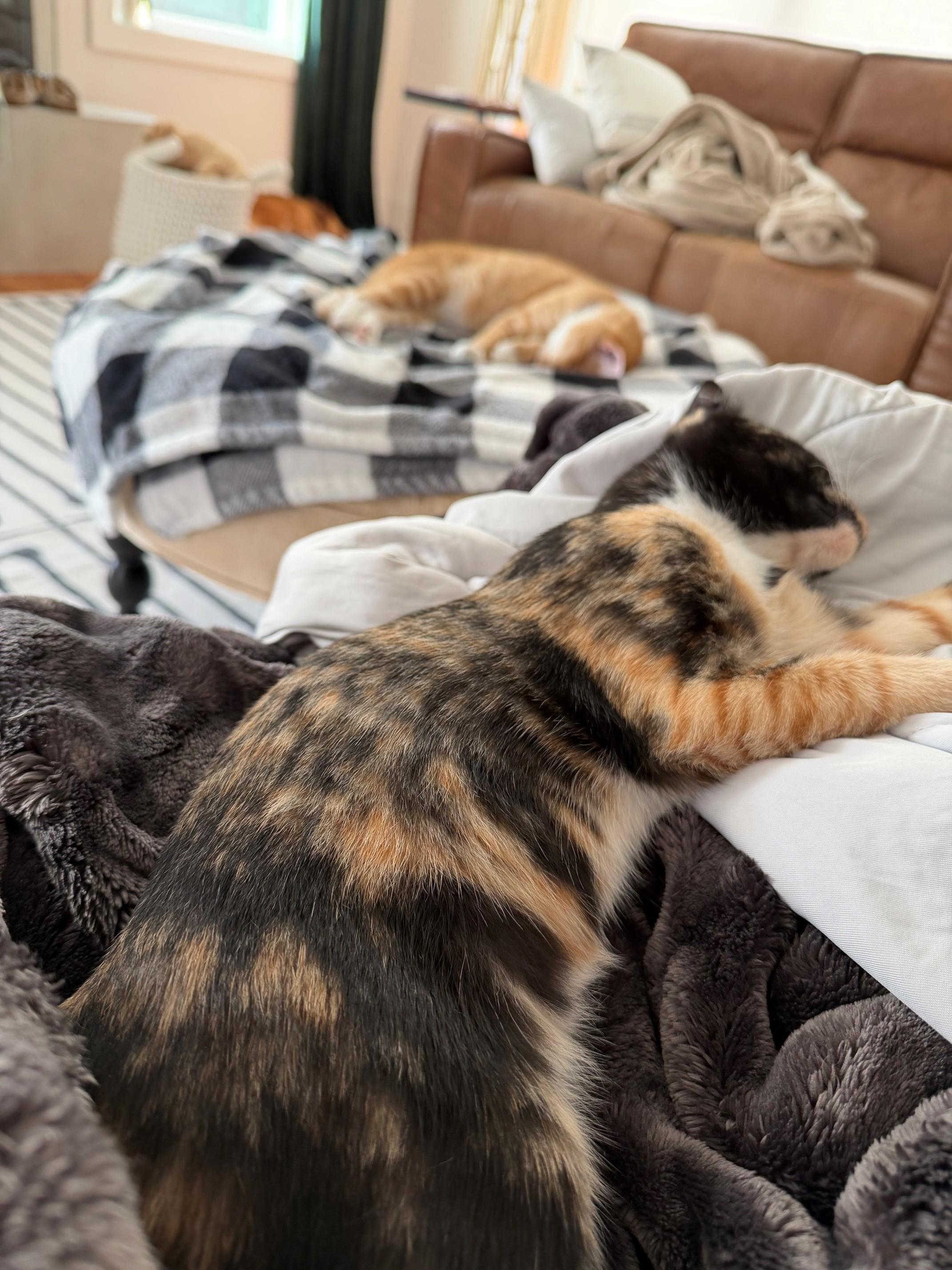 Enlarge Olive, a Adoptable Tortoiseshell in Charlotte, NC image 5/5