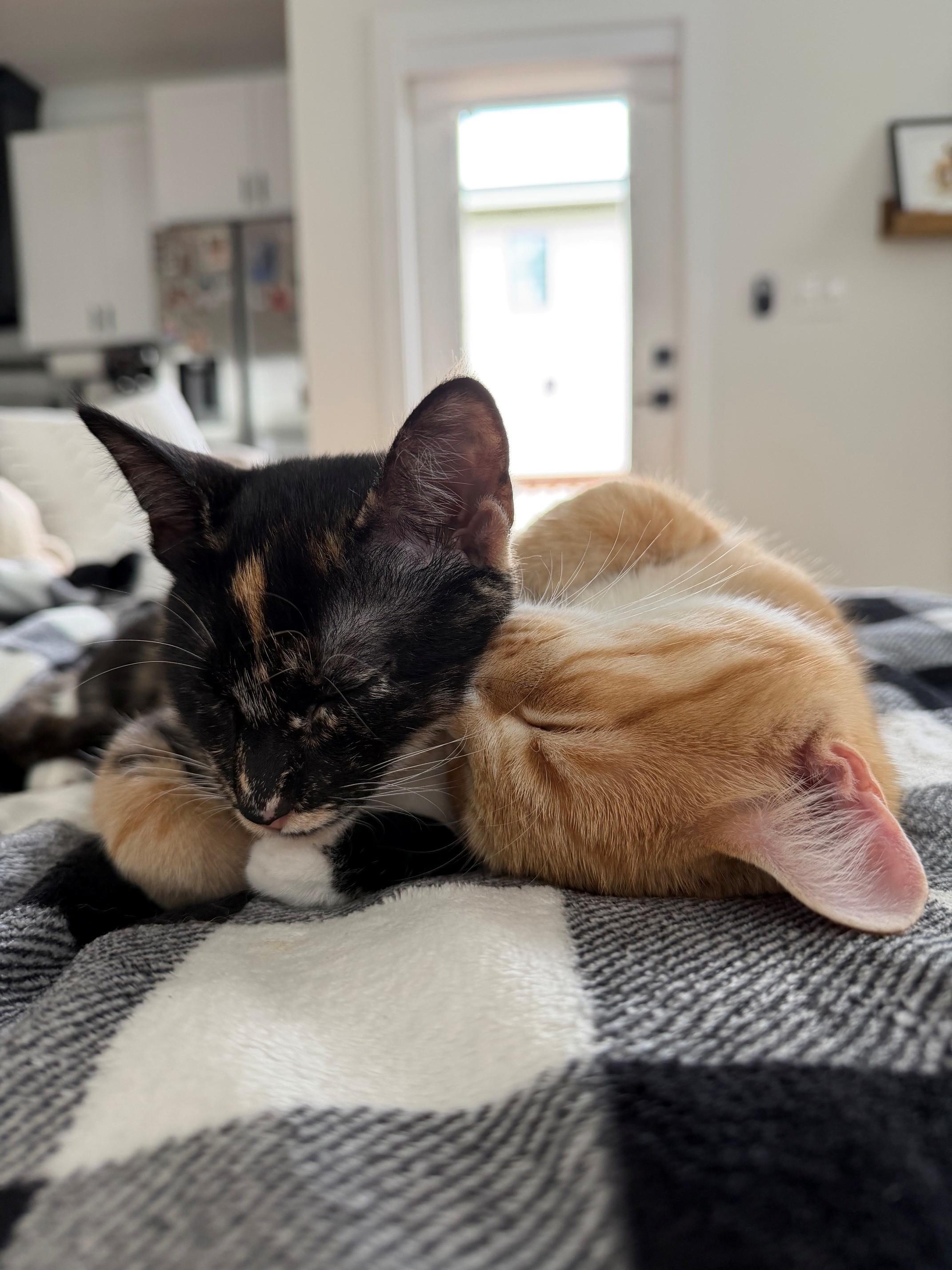 Enlarge Olive, a Adoptable Tortoiseshell in Charlotte, NC image 3/5