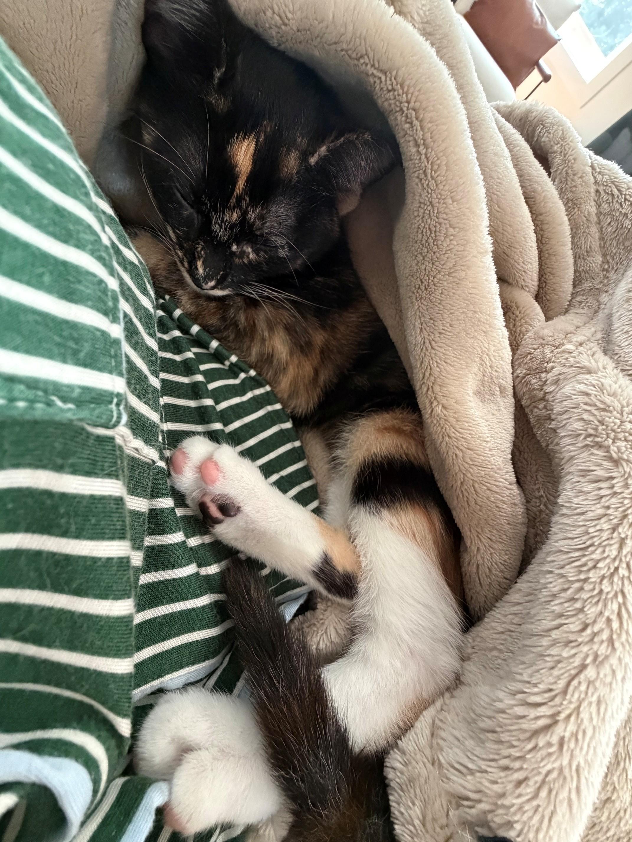 Enlarge Olive, a Adoptable Tortoiseshell in Charlotte, NC image 4/5