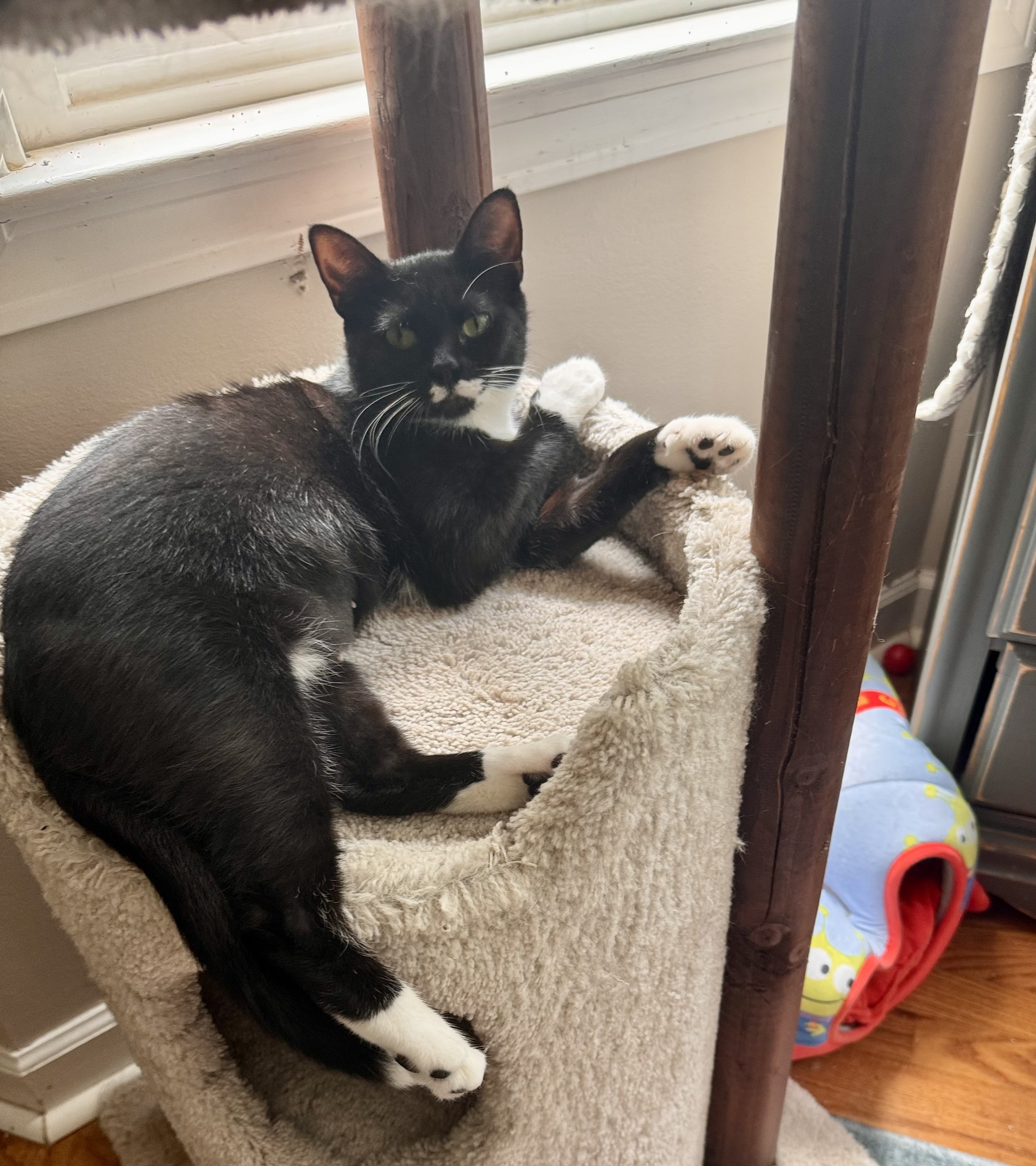 Riley, a Adopted Domestic Short Hair in SIMPSONVILLE, SC image 2/5