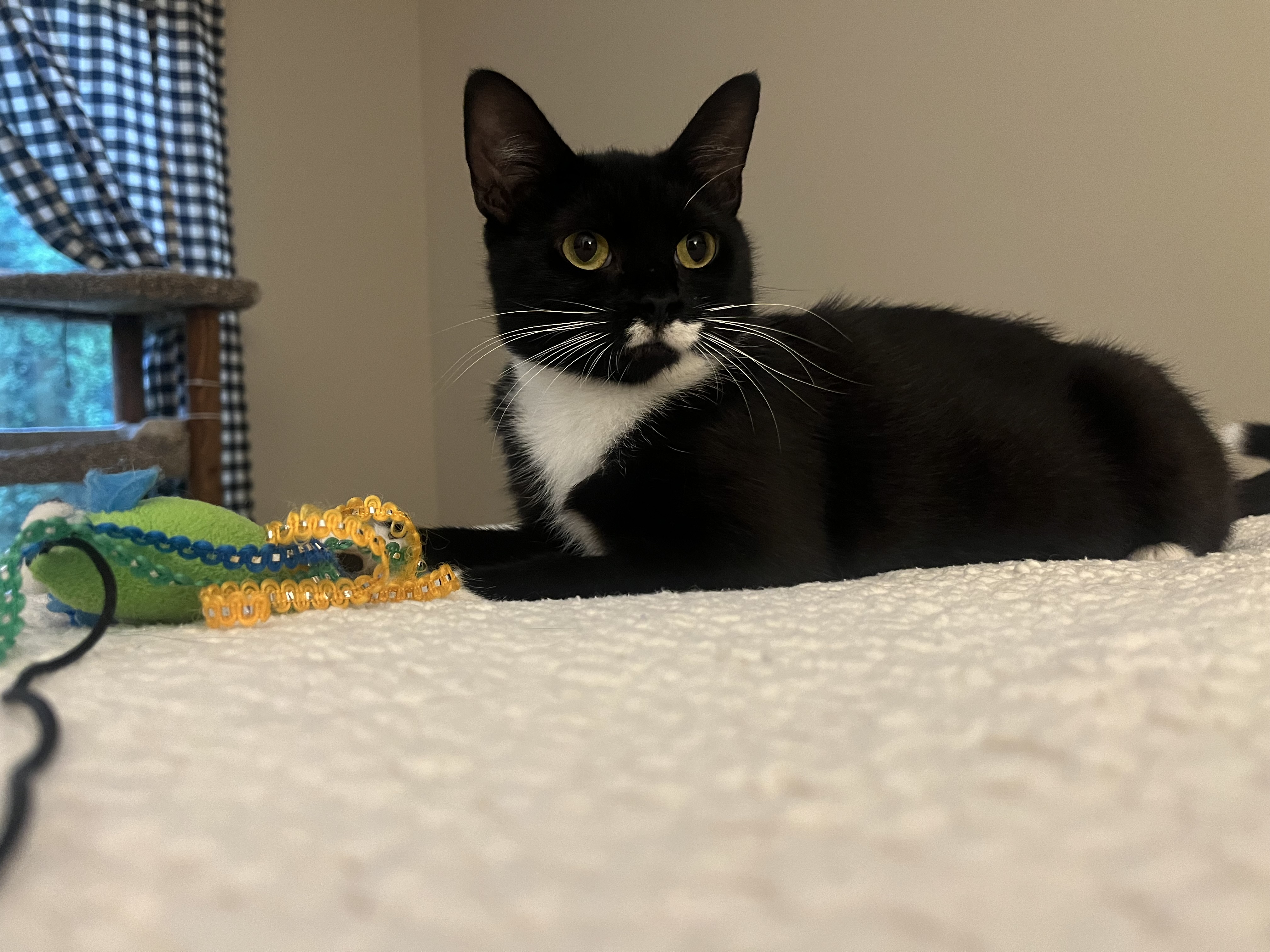 Riley, a Adopted Domestic Short Hair in SIMPSONVILLE, SC image 5/5