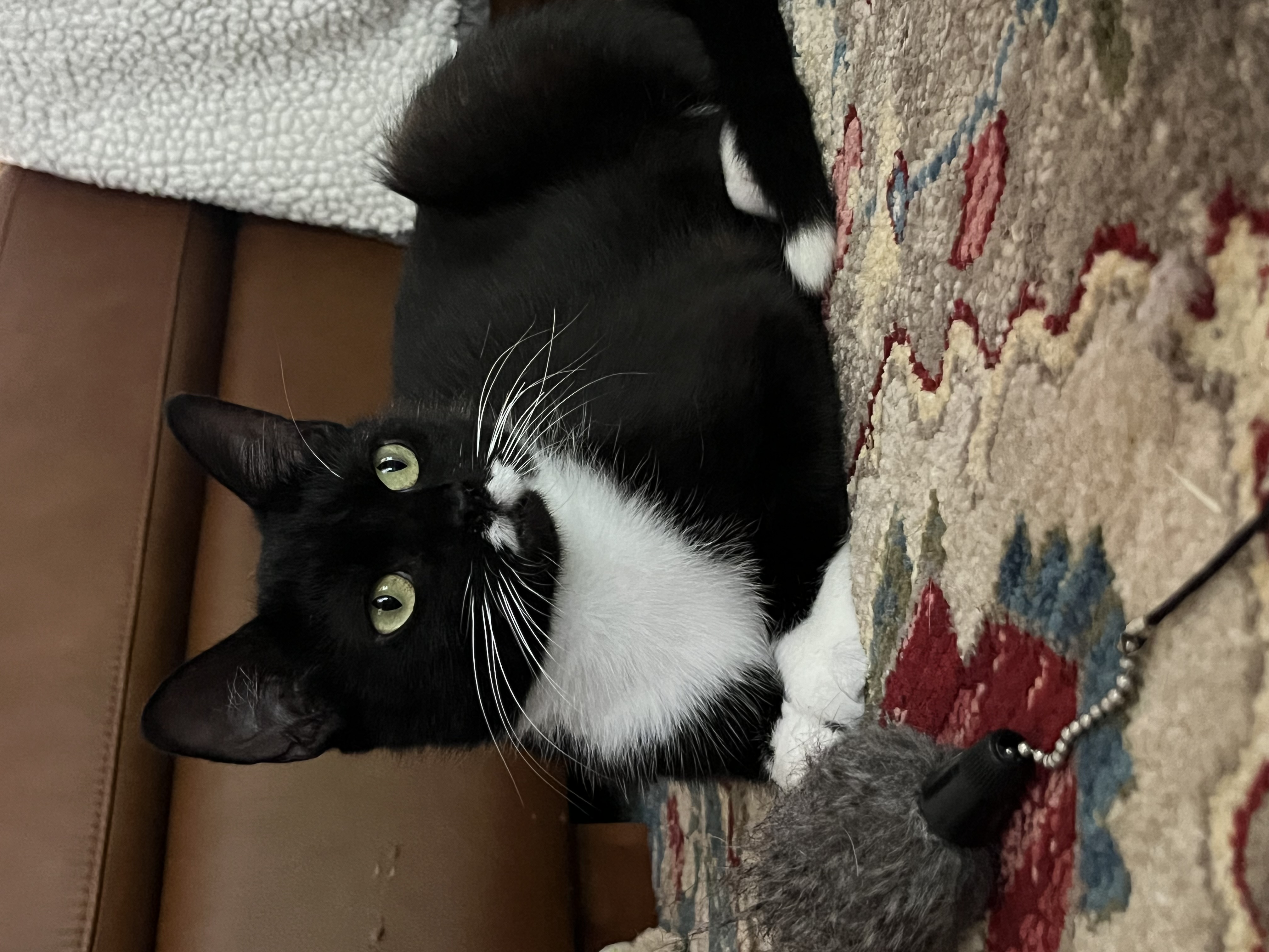 Riley, a Adopted Domestic Short Hair in SIMPSONVILLE, SC image 4/5