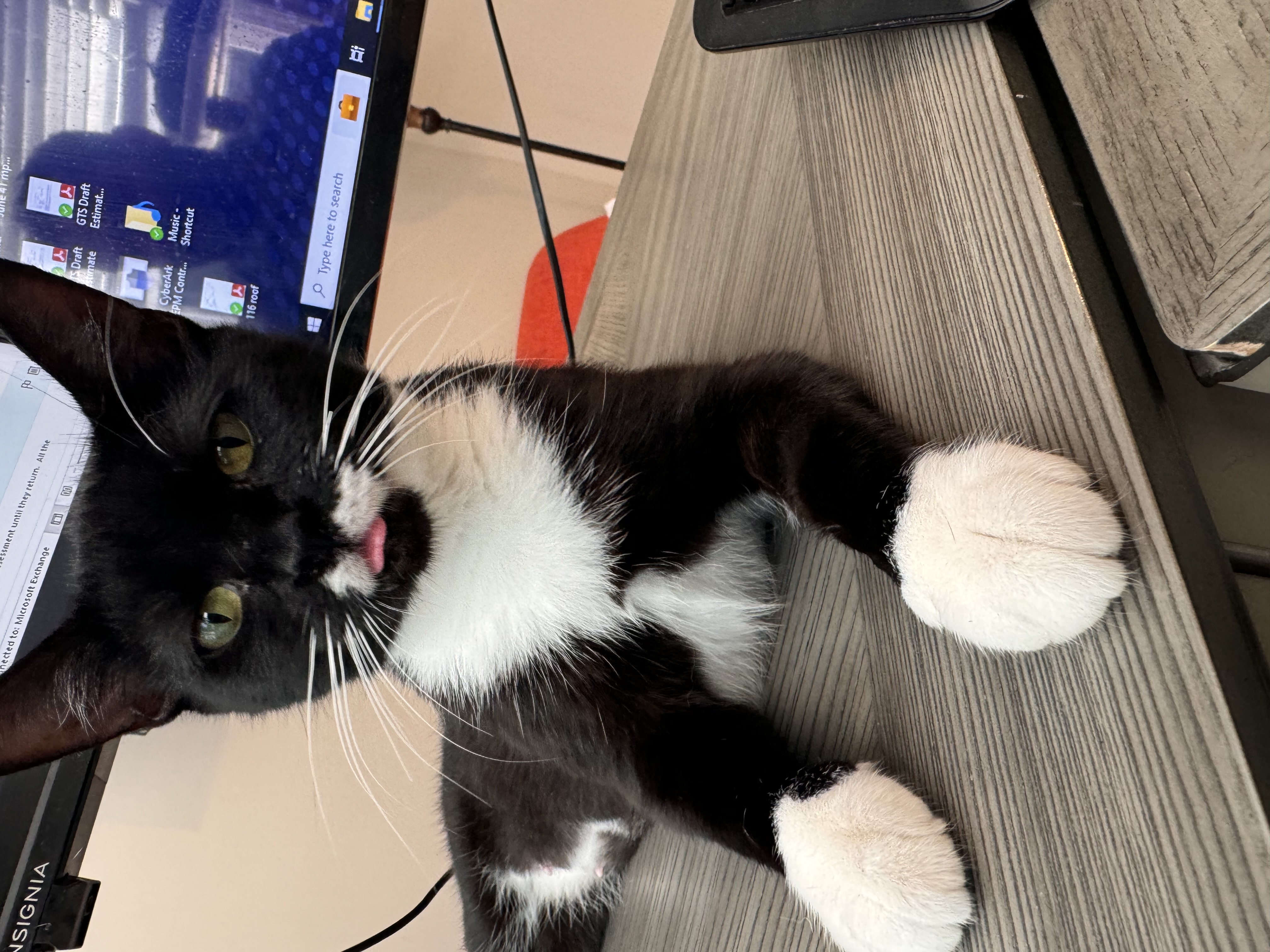 Riley, a Adopted Domestic Short Hair in SIMPSONVILLE, SC image 1/5