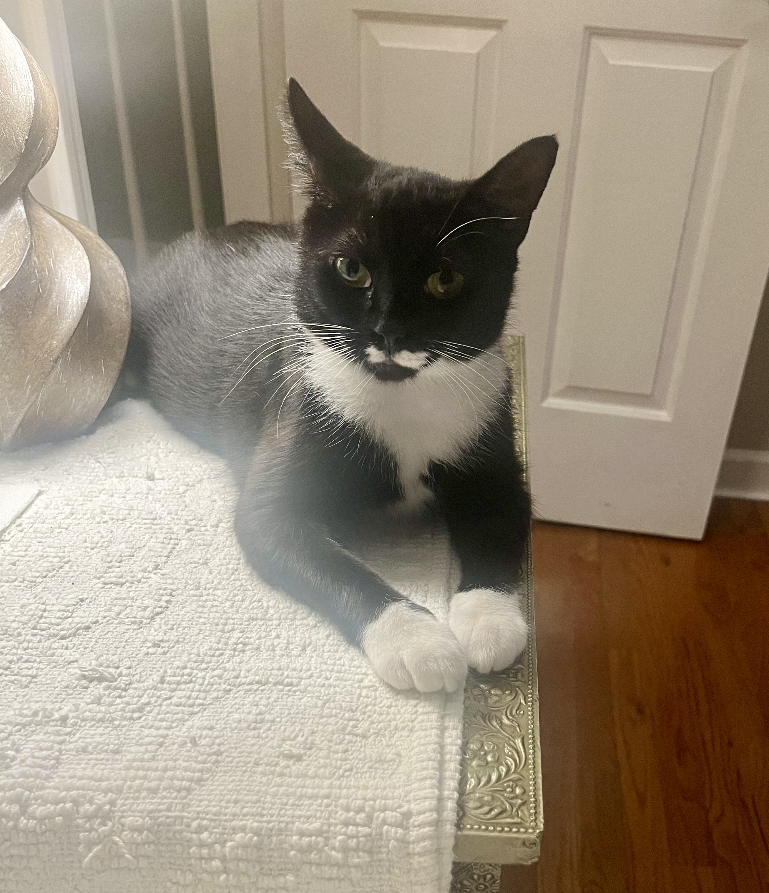 Riley, a Adopted Domestic Short Hair in SIMPSONVILLE, SC image 3/5