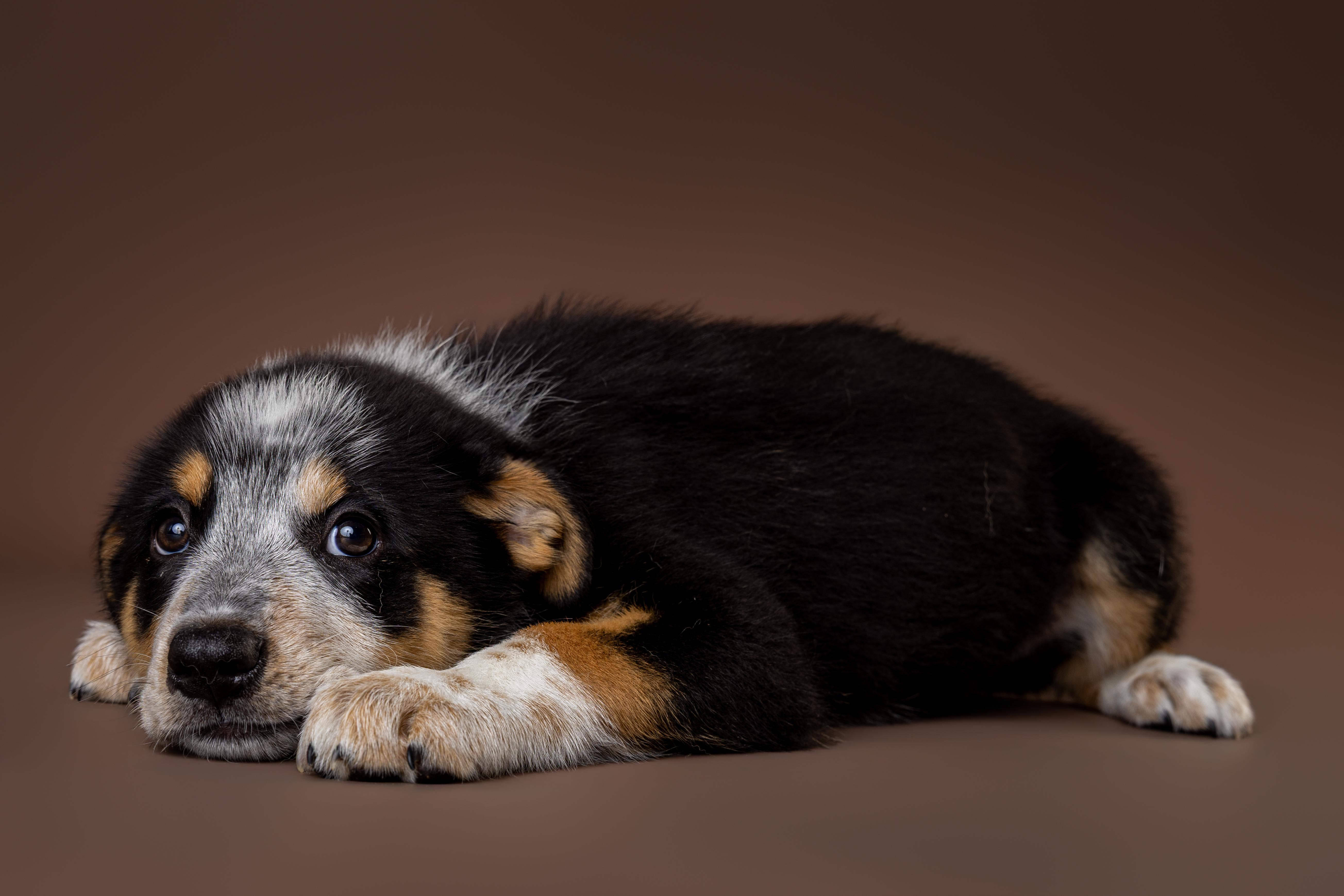 Asbury, an adopted mixed breed in Tyler, TX image 2/3