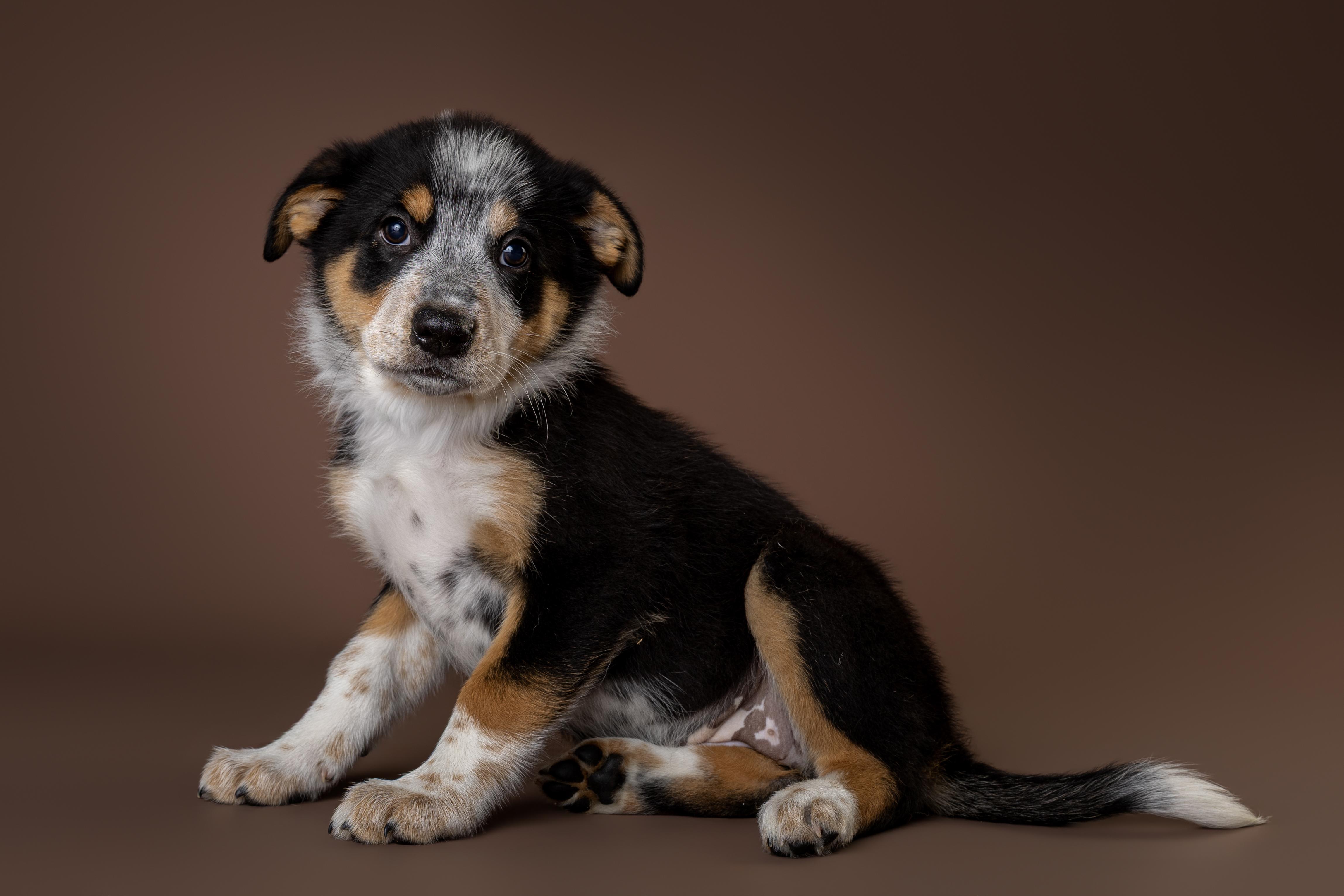 Asbury, an adopted mixed breed in Tyler, TX image 3/3
