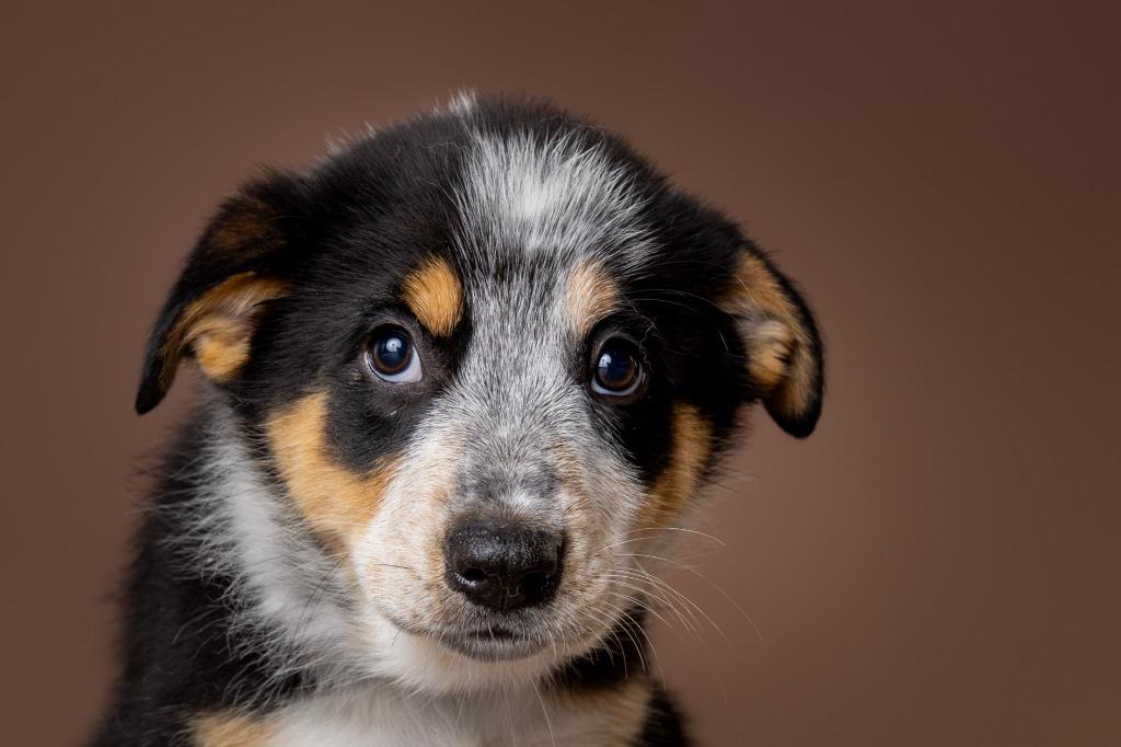 Asbury, an adopted mixed breed in Tyler, TX image 1/3