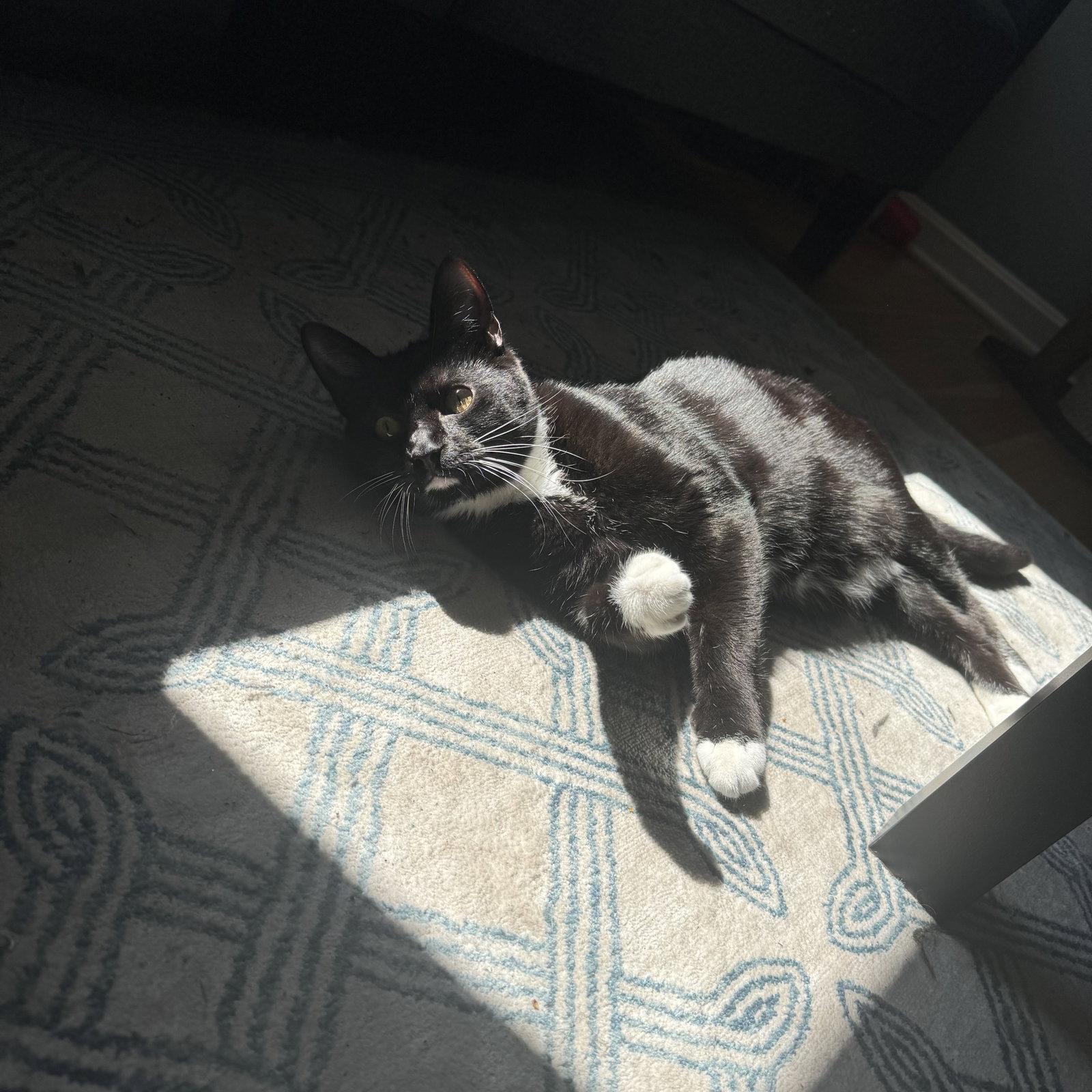 Bo (fka Chin), Adoptable, Adult Male Domestic Short Hair.