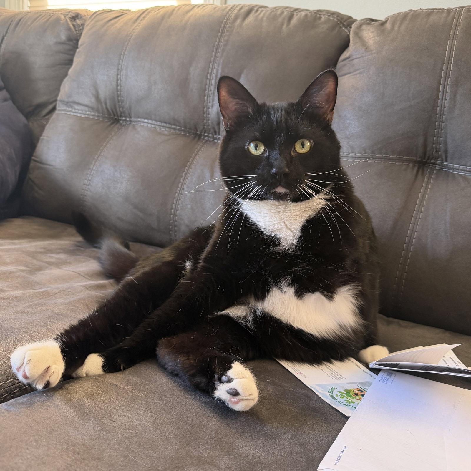 Enlarge Bo (fka Chin), a Adoptable Domestic Short Hair in Akron, OH image 2/3