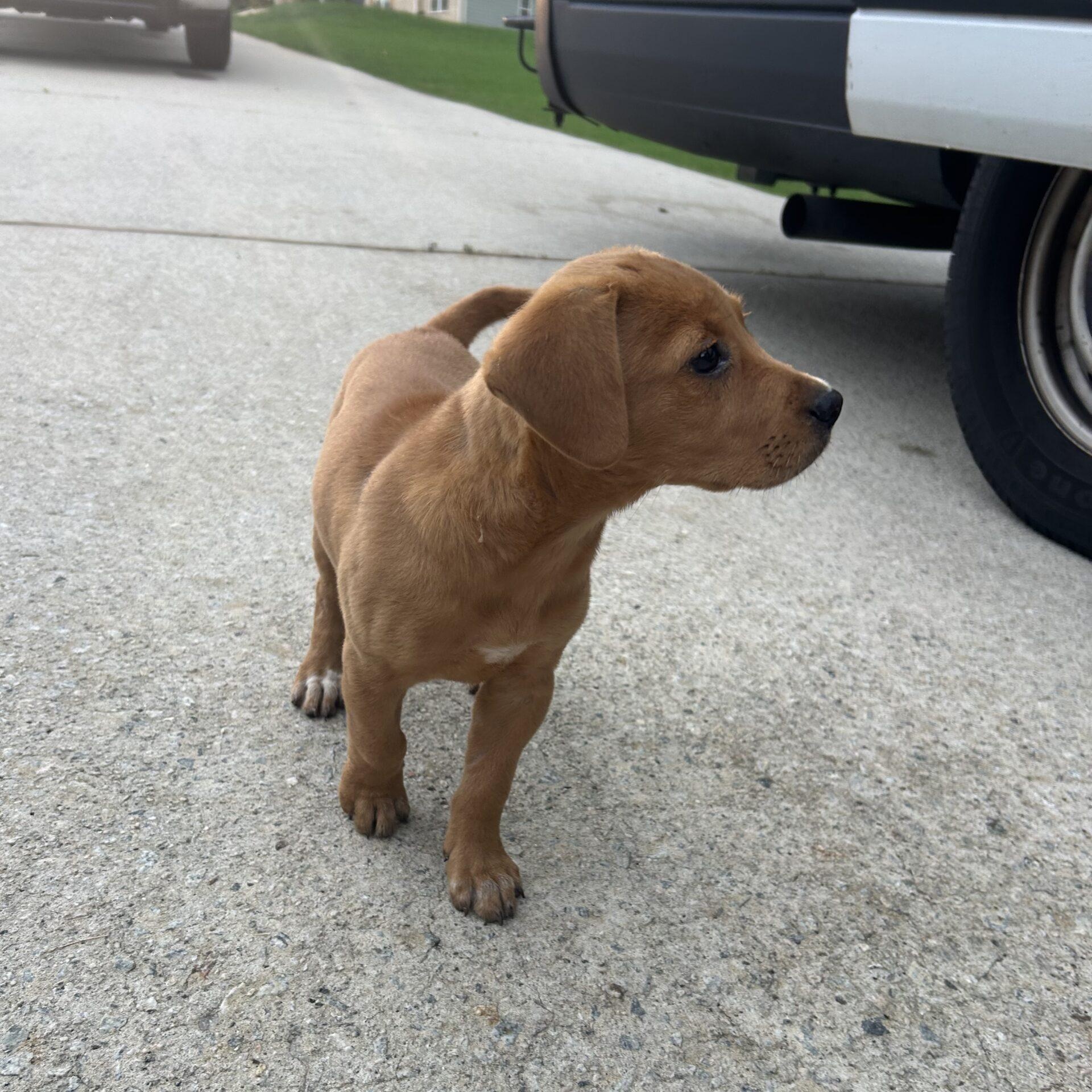 Dog for adoption - Terra, a Labrador Retriever Mix in Jamaica Plain, MA