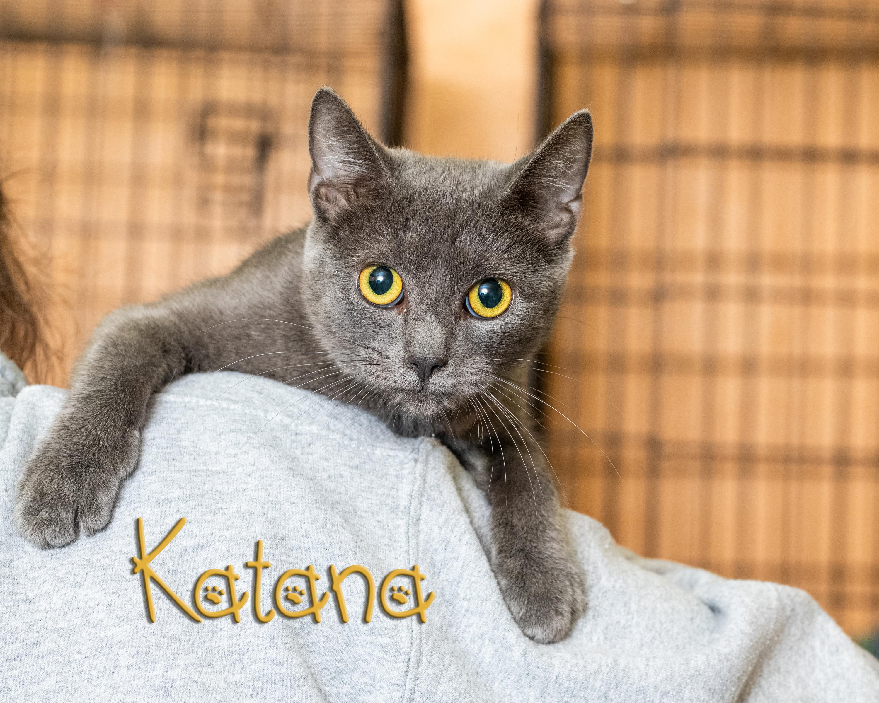 Enlarge Katana, a ADOPTABLE Domestic Short Hair in Somerset, PA image 1/1