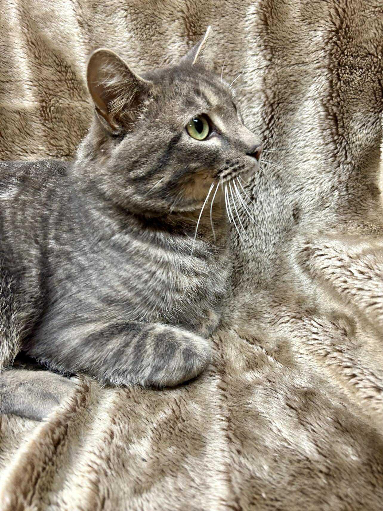 Enlarge Tyrone , a ADOPTABLE Domestic Short Hair in Alexandria, MN image 3/3