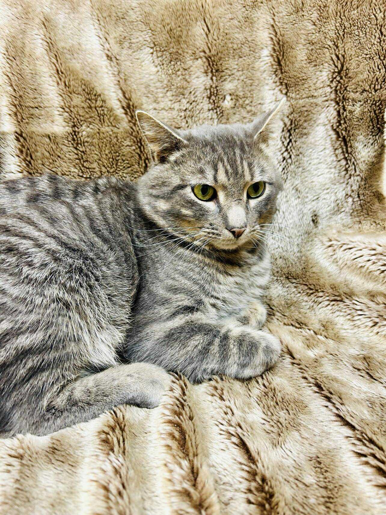 Enlarge Tyrone , a ADOPTABLE Domestic Short Hair in Alexandria, MN image 2/3