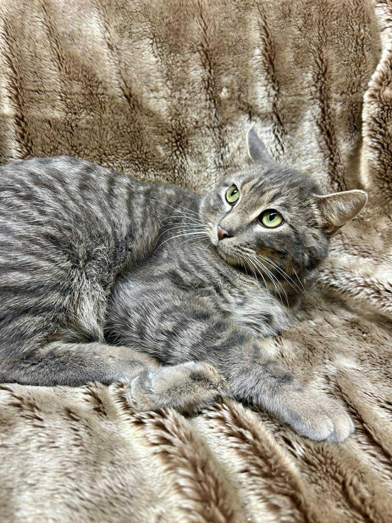 Tyrone , ADOPTABLE, Young Male Domestic Short Hair.