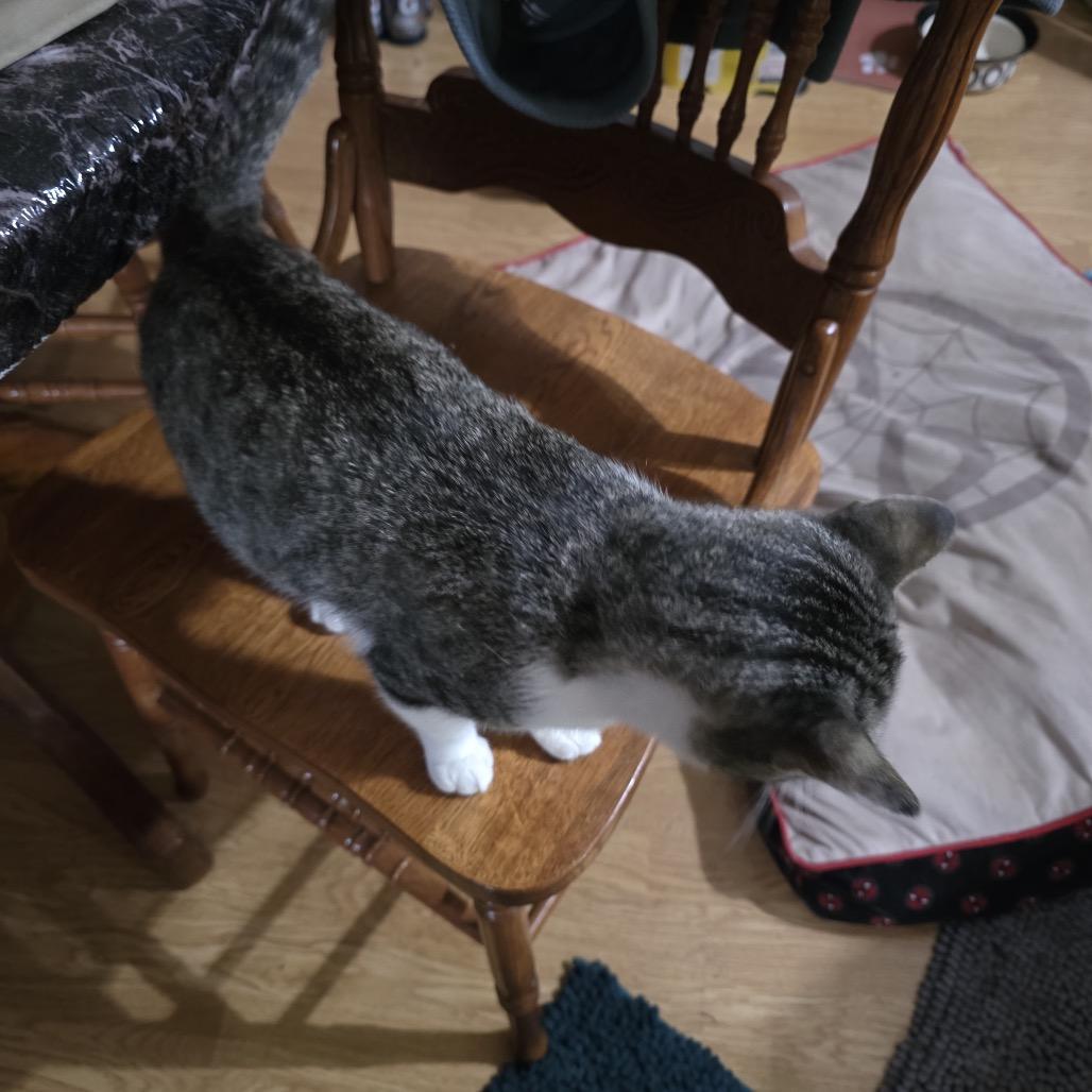 Enlarge Zazzles, a Adoptable Domestic Short Hair in Mayer, MN image 3/4