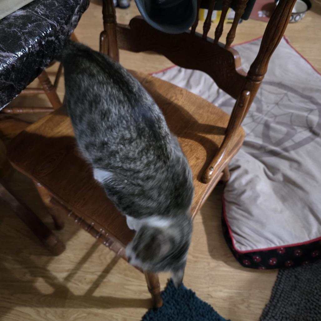 Enlarge Zazzles, a Adoptable Domestic Short Hair in Mayer, MN image 4/4