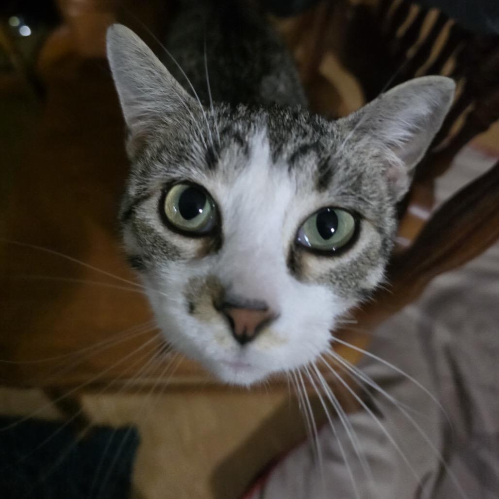 Zazzles, Adoptable, Young Female Domestic Short Hair.