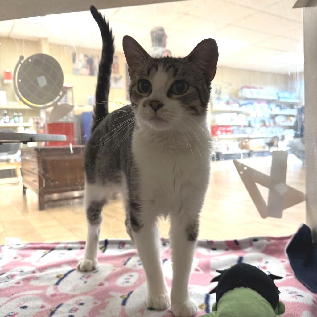 Enlarge Zazzles, a Adoptable Domestic Short Hair in Mayer, MN image 2/4
