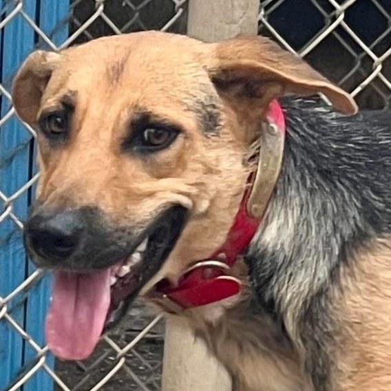 June, a Adoptable mixed breed in Shreveport, LA image 1/2