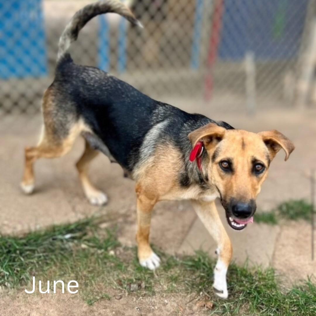 June, a Adoptable mixed breed in Shreveport, LA image 2/2