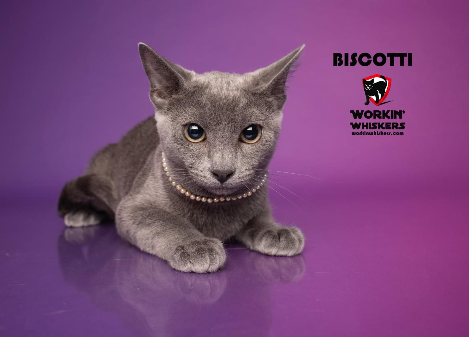Enlarge BISCOTTI, a Adoptable mixed breed in Murrieta, CA image 1/2
