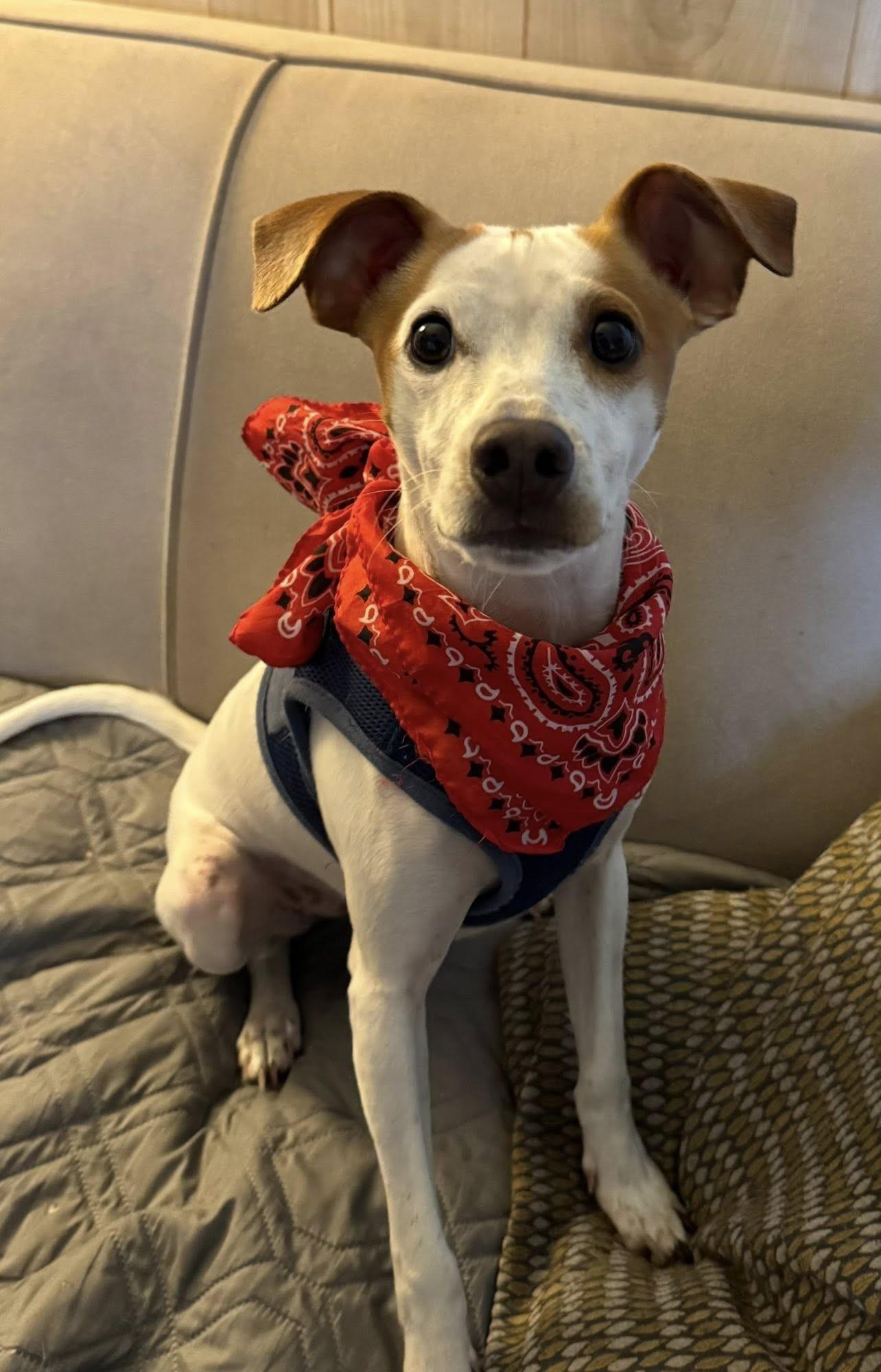 Enlarge Henry Bandon, a ADOPTABLE mixed breed in Clatskanie, OR image 1/5