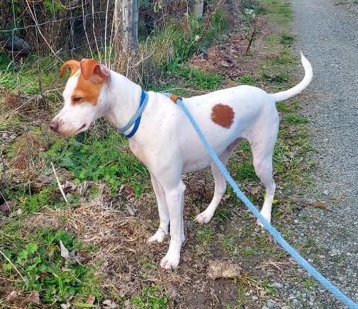 Enlarge Henry Bandon, a ADOPTABLE mixed breed in Clatskanie, OR image 5/5