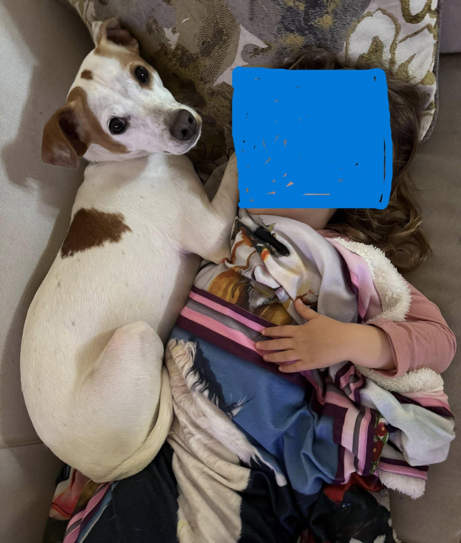 Enlarge Henry Bandon, a ADOPTABLE mixed breed in Clatskanie, OR image 4/5