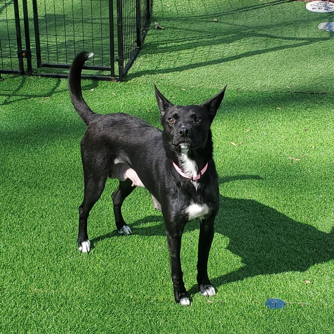 Enlarge Millie, a Adoptable mixed breed in Blairstown, NJ image 2/3