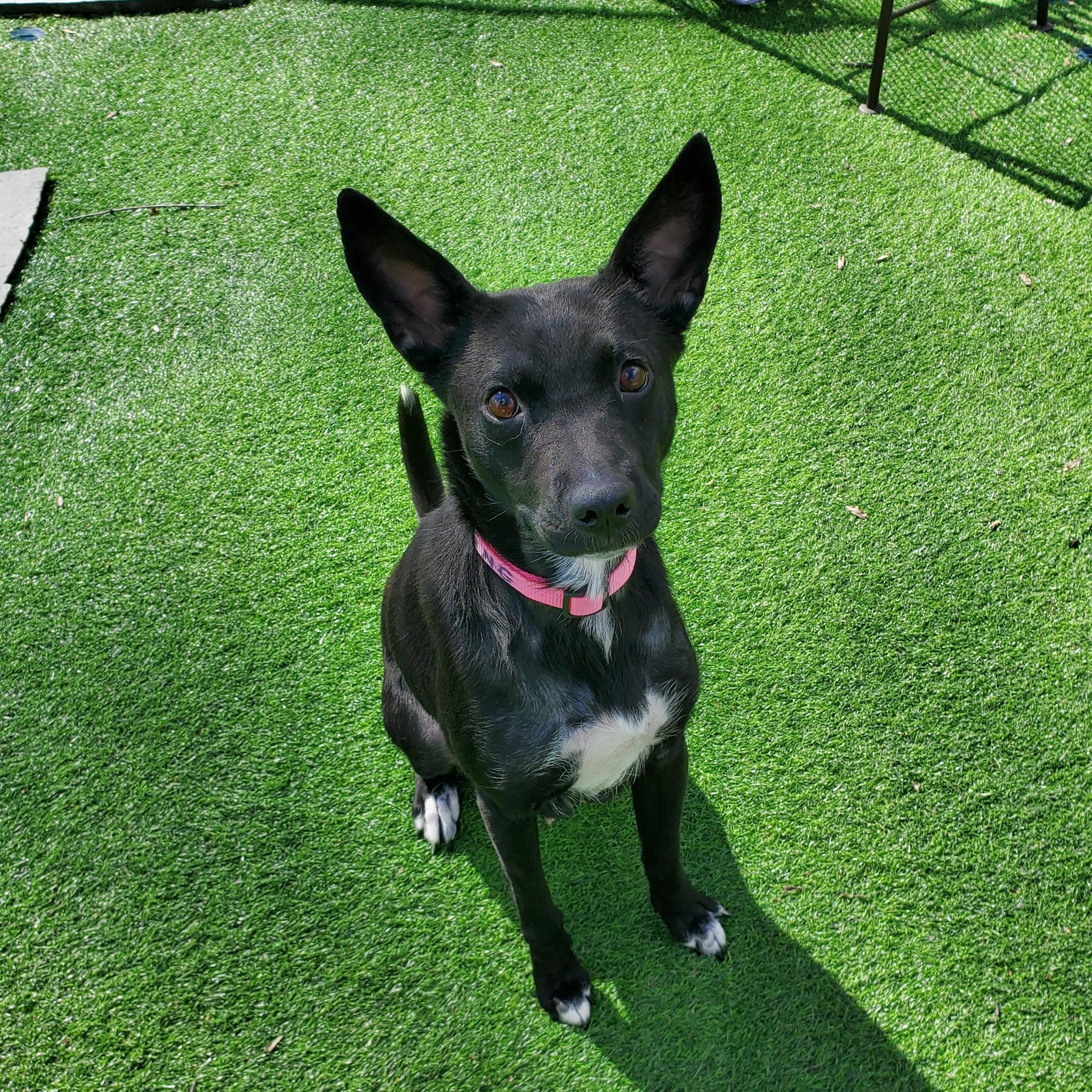 Millie, Adoptable, Young Female Labrador Retriever & Australian Kelpie.