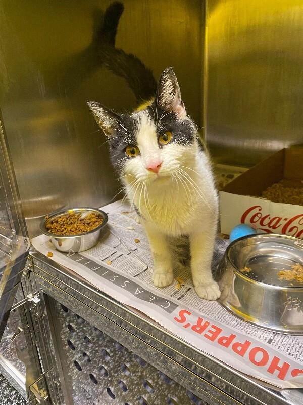Baguette, Adoptable, Adult Female Domestic Short Hair.