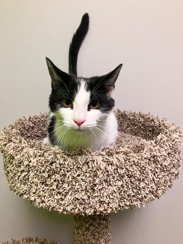 Enlarge Baguette, a Adoptable Domestic Short Hair in Jackson, TN image 2/4