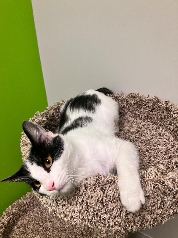 Enlarge Baguette, a Adoptable Domestic Short Hair in Jackson, TN image 3/4